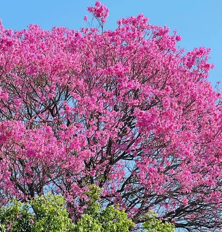Pink tajy (lapacho) in bloom